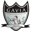 Gavia Choszczno